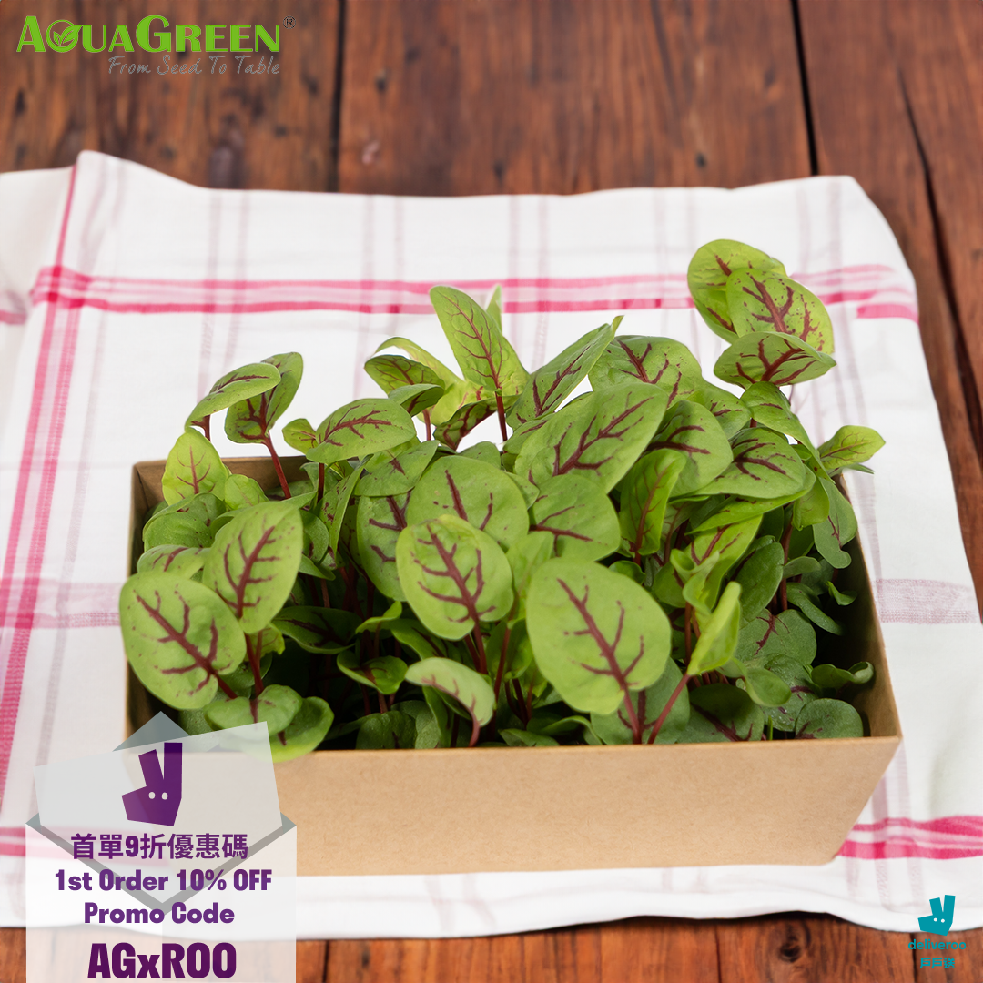 紅酸膜苗 Baby Red Sorrel
